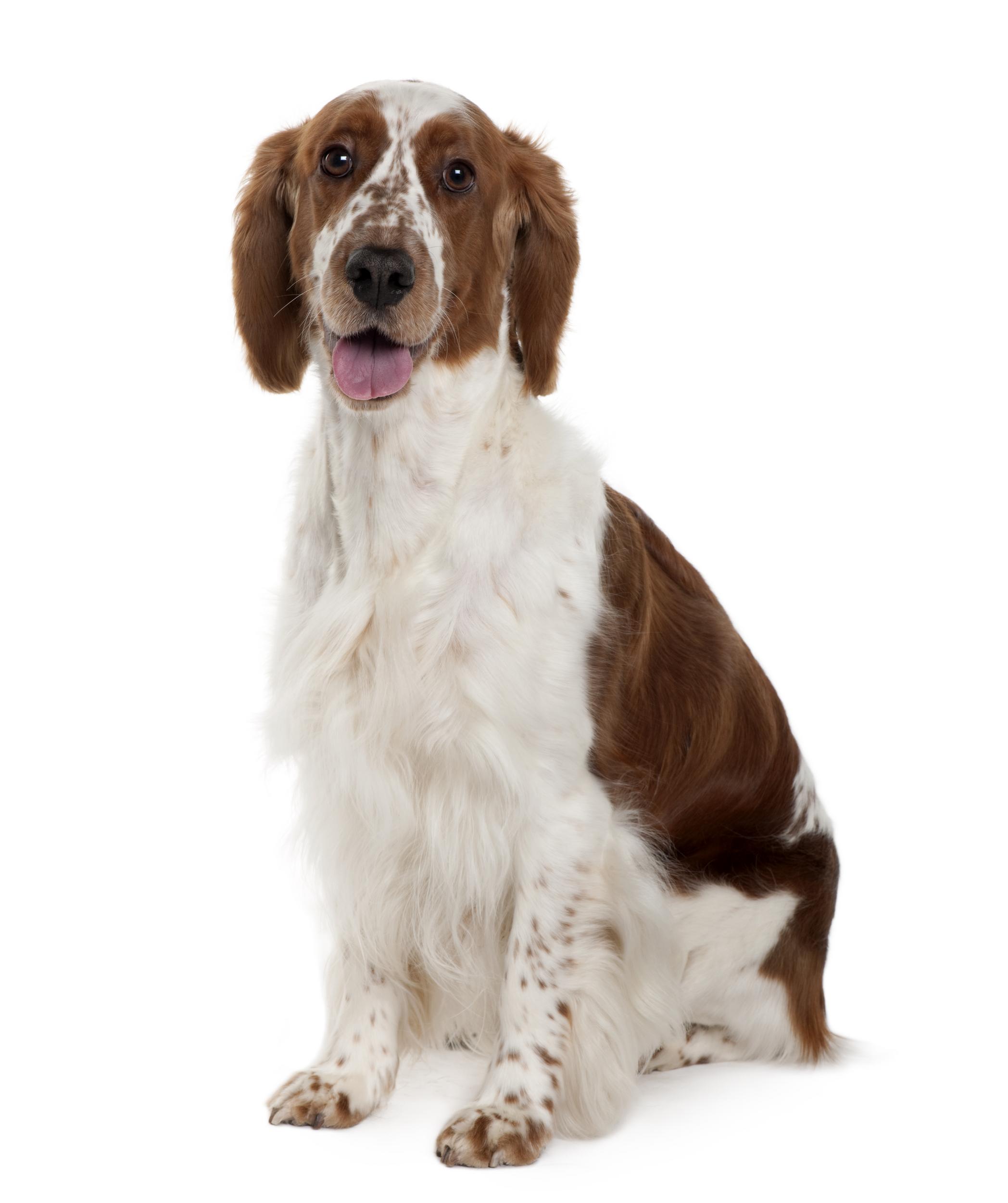 Irish Red and White Setter Sitting on White Background